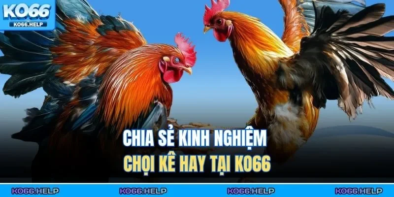 Đá Gà Thomo | Cập Nhật Lịch Thi Đấu Mới Nhất, Xem Live 24/7 3 Chia sẻ kinh nghiệm chọi kê hay tại KO66
