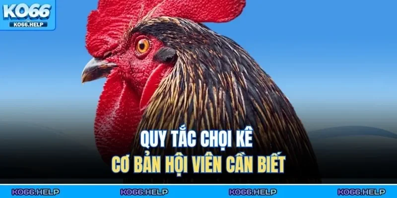 Đá Gà Cựa Dao | Xem Trực Tiếp, Cá Cược Uy Tín Số 1 Châu Á 3 Quy tắc chọi kê cơ bản hội viên cần biết
